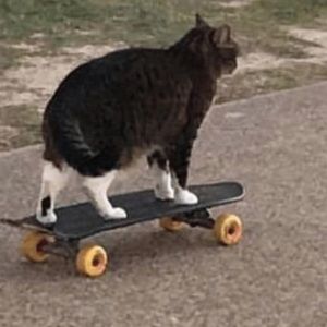 Meet your Posher, Allyson